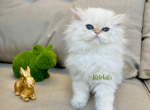 Blue eyed colorpoint British female kitten - British Shorthair Cat For Sale - Thornton, CO, US