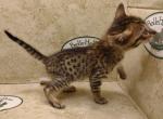 Savannah F6SBT BST female - Savannah Cat For Sale - Franklin, NC, US