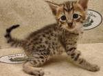 Savannah F6SBT BST male - Savannah Cat For Sale - Franklin, NC, US