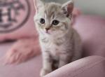 BIRKIN - British Shorthair Cat For Sale - Grand Rapids, MI, US