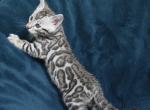Sprout - Bengal Cat For Sale - Boston, MA, US