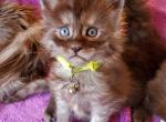 Osiris - Maine Coon Cat For Sale - Seattle, WA, US