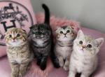 LUXURY SCOTTISH FOLDS - Scottish Fold Kitten For Sale - 