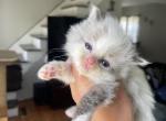 Seal mitted with blaze - Ragdoll Cat For Sale - Butler, PA, US