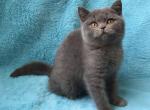 Vanda - British Shorthair Cat For Sale - Miami, FL, US