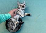 Darina - Bengal Cat For Sale - Norwalk, CT, US