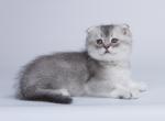 Solan - Scottish Fold Cat For Sale - Hollywood, FL, US