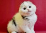 Harley - Scottish Fold Cat For Sale - Hollywood, FL, US