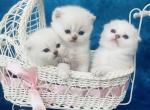 Blue eyes kittens - Scottish Fold Cat For Sale - Sunnyvale, CA, US