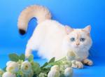 Bounty - British Shorthair Cat For Sale - Brooklyn, NY, US