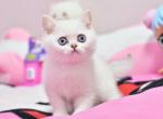 Fendi - British Shorthair Cat For Sale - Brooklyn, NY, US