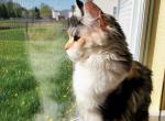 Lusy - Maine Coon Cat For Sale - Plainfield, IN, US