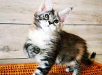 Iris - Maine Coon Cat For Sale - Brooklyn, NY, US