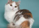 Jetta - Munchkin Cat For Sale - Brooklyn, NY, US