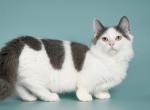 Isaak - Munchkin Cat For Sale - Brooklyn, NY, US