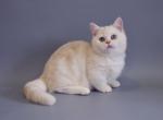 Edwin Minuet - Munchkin Cat For Sale - Brooklyn, NY, US