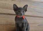 Blueberry - Oriental Cat For Sale - Brooklyn, NY, US