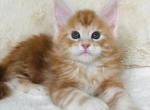 Lord - Maine Coon Cat For Sale - Brooklyn, NY, US