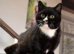 Sirius Black - Munchkin Cat For Sale - Brooklyn, NY, US