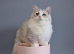 Bill - Munchkin Cat For Sale - Brooklyn, NY, US