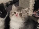 Camie's litter - Exotic Cat For Sale - Conroe, TX, US