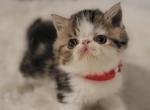 Camie's brown tabby boy - Exotic Cat For Sale - Conroe, TX, US