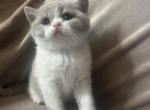 Angelica Lilac Bicolor - British Shorthair Cat For Sale - Hershey, PA, US