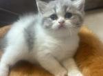 Kimi Lilac Shaded Bicolor - British Shorthair Cat For Sale - Hershey, PA, US