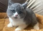 Tommy Pickles - British Shorthair Cat For Sale - Hershey, PA, US