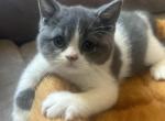 Dill Pickles - British Shorthair Cat For Sale - Hershey, PA, US