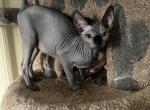 Black female Sphynx - Sphynx Cat For Sale - Hemet, CA, US