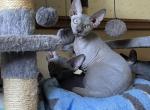 Lilac Female Sphynx - Sphynx Cat For Sale - Hemet, CA, US