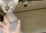 Blue Male Sphynx - Sphynx Cat For Sale - Hemet, CA, US