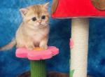 RESERVED Pepper - Scottish Straight Cat For Sale - Sunnyvale, CA, US