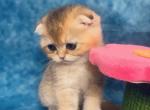 RESERVED Appa - Scottish Fold Cat For Sale - Sunnyvale, CA, US