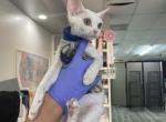 Derek - Devon Rex Cat For Sale - Norwalk, CT, US