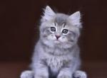 Renata - Siberian Cat For Sale - Norwalk, CT, US