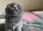 Messi - Scottish Fold Cat For Sale - Hollywood, FL, US