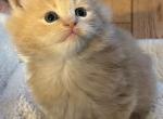 Simba and Sapphire litter - Maine Coon Cat For Sale - Waukesha, WI, US