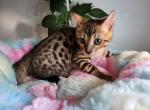 Gorgeous Bengal Kittens - Bengal Cat For Sale - VA, US