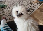 Bunny - Ragdoll Cat For Sale - Attica, MI, US