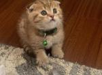 Max - Scottish Fold Cat For Sale - Philadelphia, PA, US