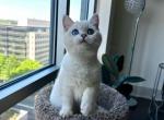 Bond - British Shorthair Cat For Sale - Fairfax, VA, US