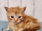 Cooper - Munchkin Cat For Sale - Joplin, MO, US