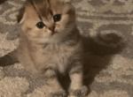 Sonia - Scottish Fold Cat For Sale - Philadelphia, PA, US