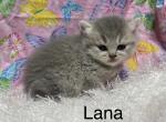 Lana - British Shorthair Cat For Sale - Gainesville, GA, US