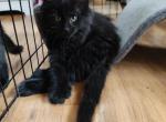 Jax Polydactyl Maine Coon Kitten Male - Maine Coon Cat For Sale - Waukesha, WI, US