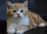 Hloya - Scottish Straight Cat For Sale - Norwalk, CT, US