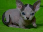 Netflix - Sphynx Cat For Sale - Norwalk, CT, US