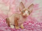 Khristopher - Devon Rex Cat For Sale - Norwalk, CT, US